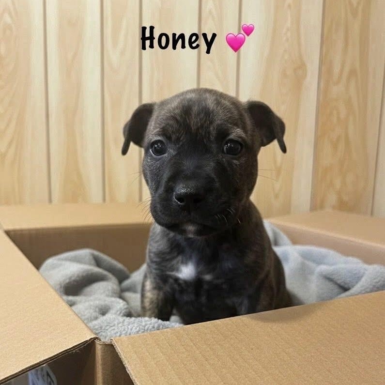 Honey, Adoptable, Puppy Female Pit Bull Terrier & Labrador Retriever.