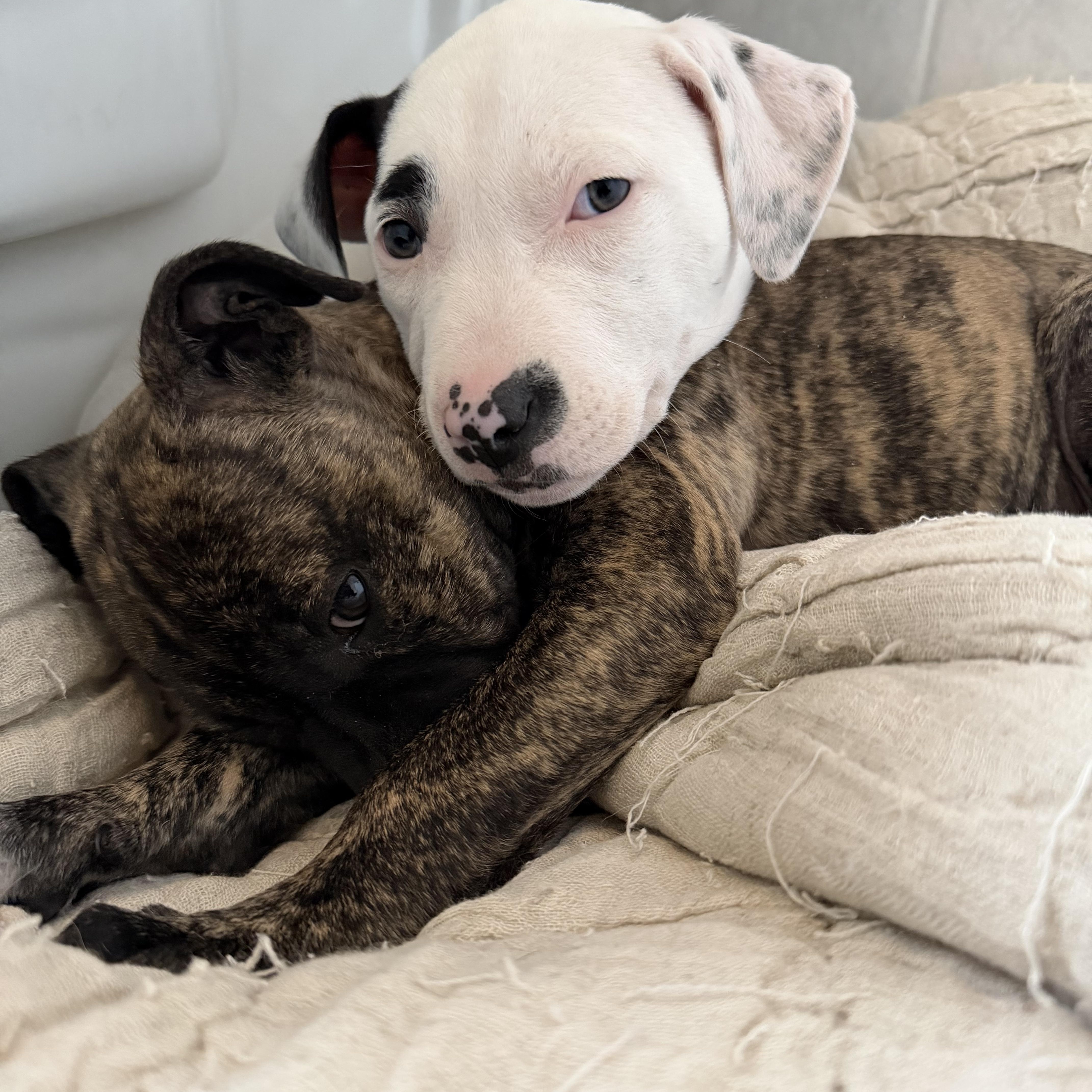 Enlarge Honey, a Adoptable mixed breed in Newfoundland, NJ image 2/3