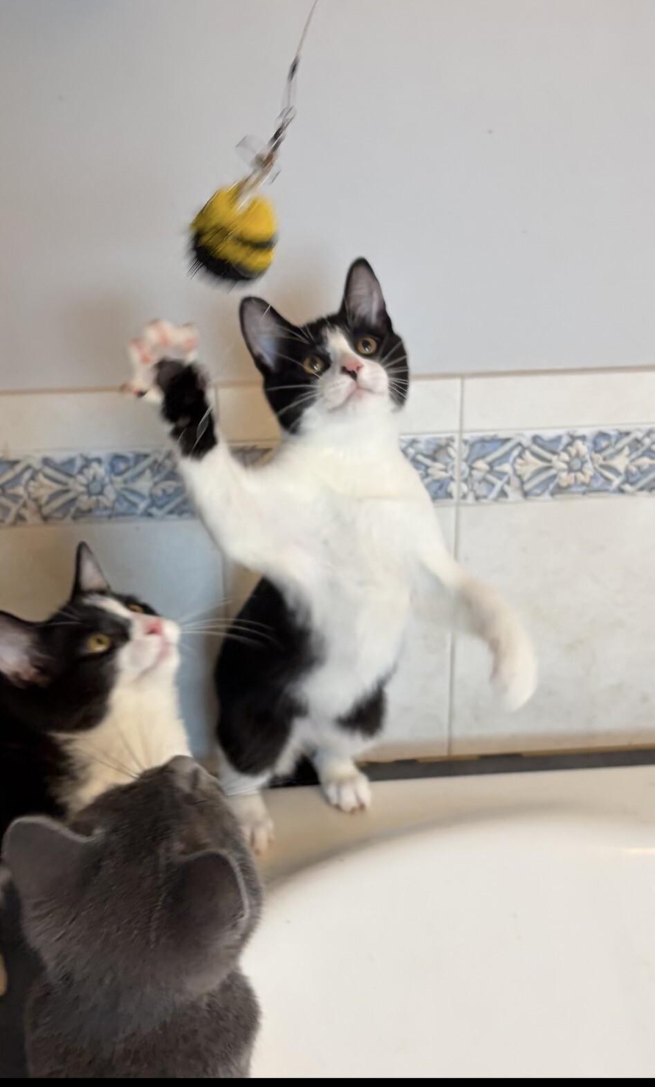 Nulty, Adoptable, Young Male Domestic Short Hair.