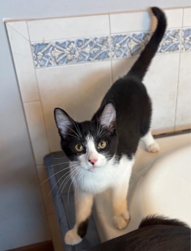Enlarge Nulty, a Adoptable Domestic Short Hair in North Babylon, NY image 2/2