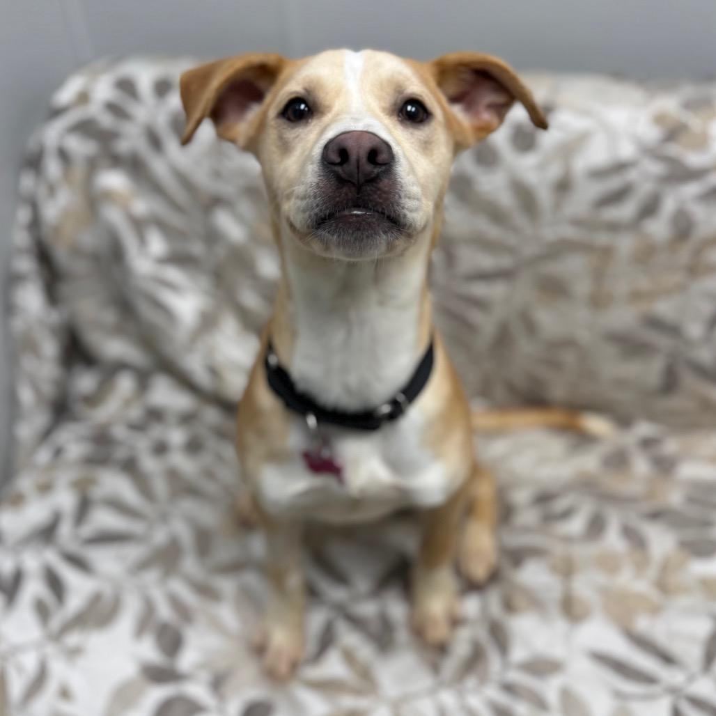 Enlarge Cricket, a Adoptable mixed breed in Monticello, IA image 5/6