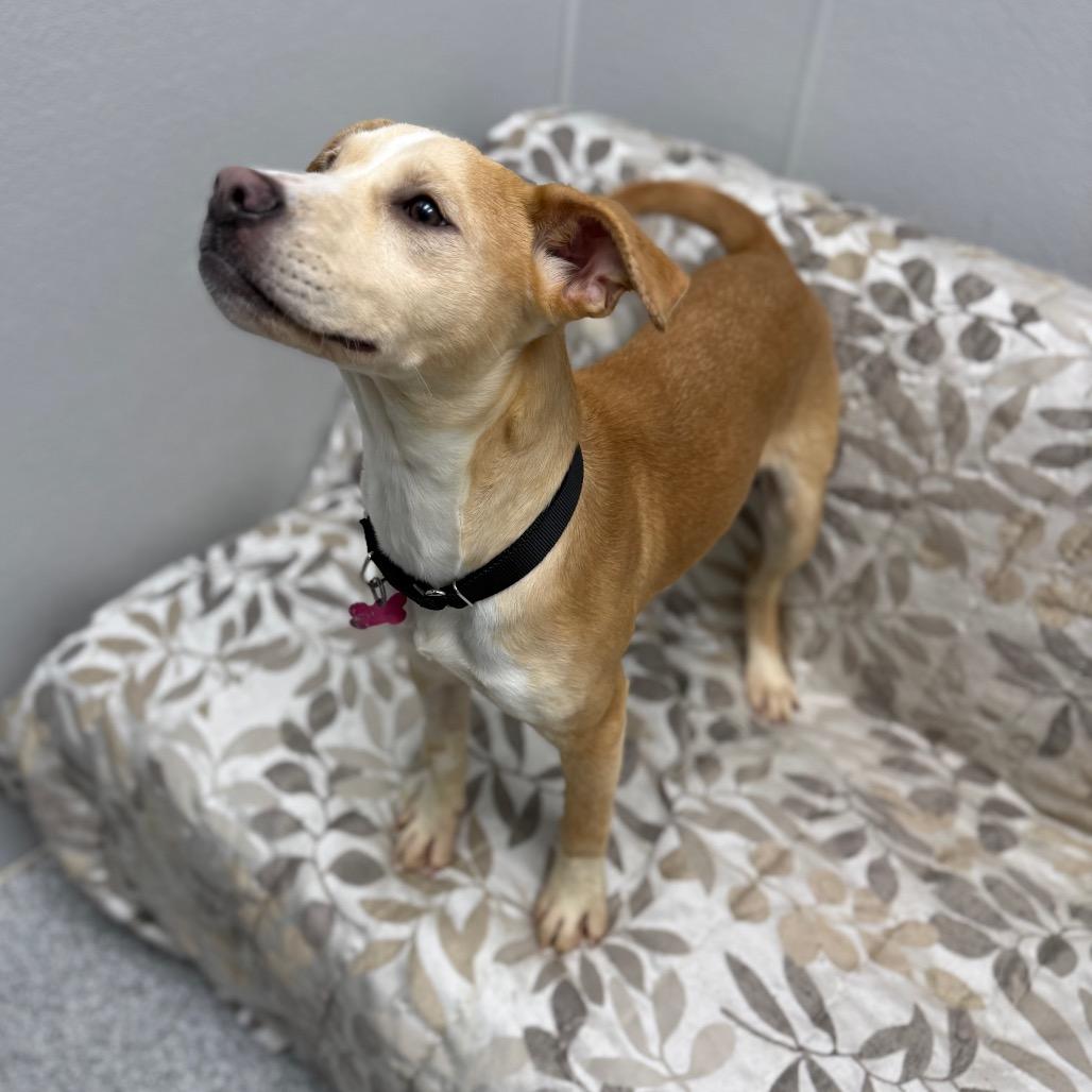 Enlarge Cricket, a Adoptable mixed breed in Monticello, IA image 3/6