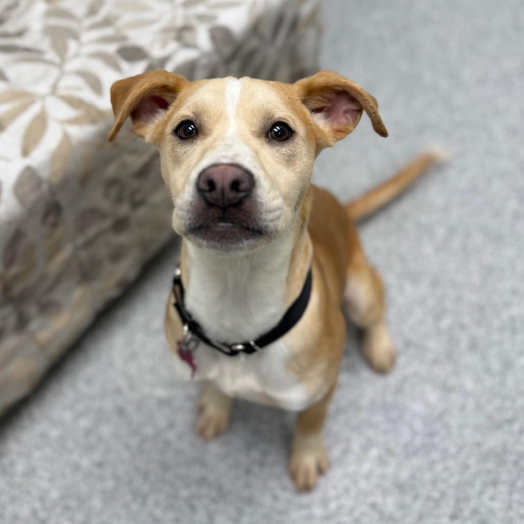 Cricket, Adoptable, Young Female Yellow Labrador Retriever & Mixed Breed.