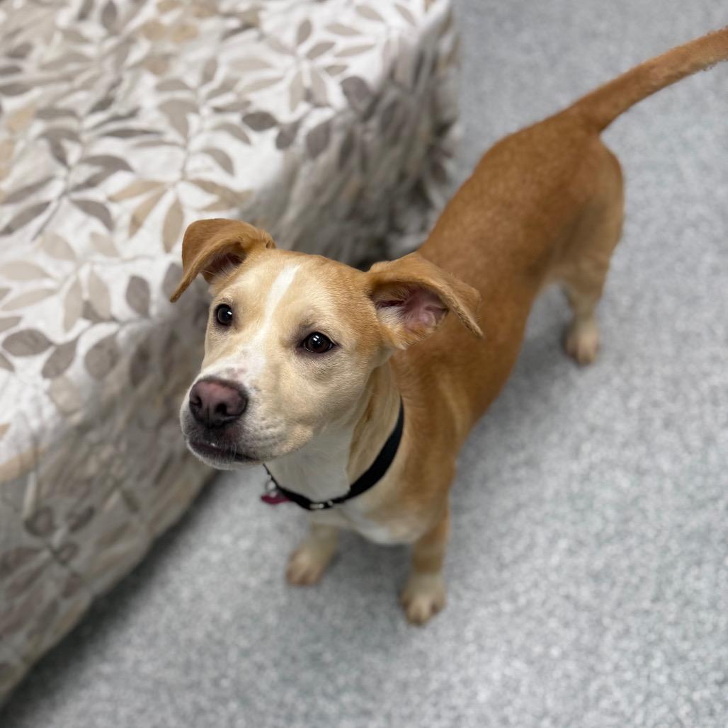 Enlarge Cricket, a Adoptable mixed breed in Monticello, IA image 6/6