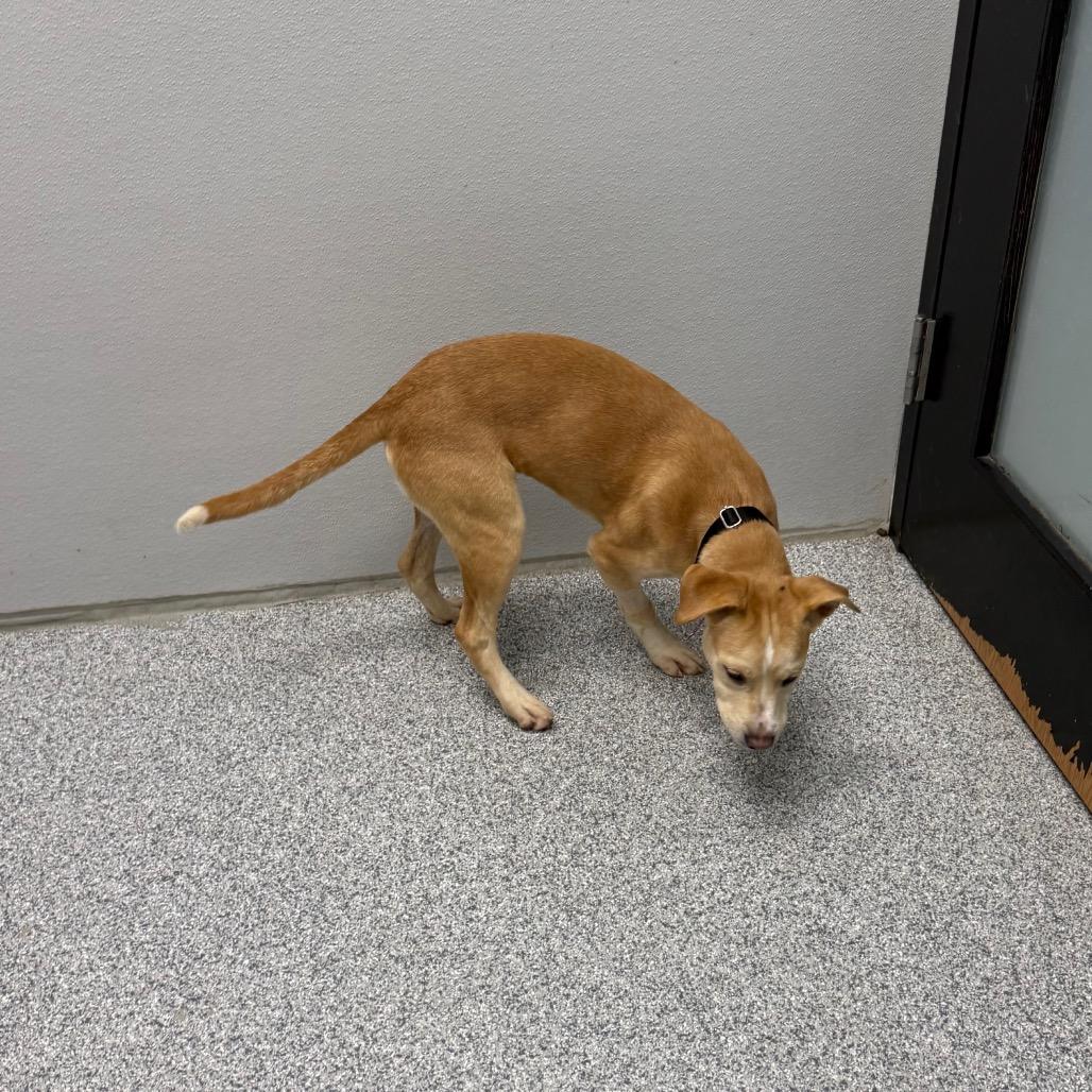 Enlarge Cricket, a Adoptable mixed breed in Monticello, IA image 2/6