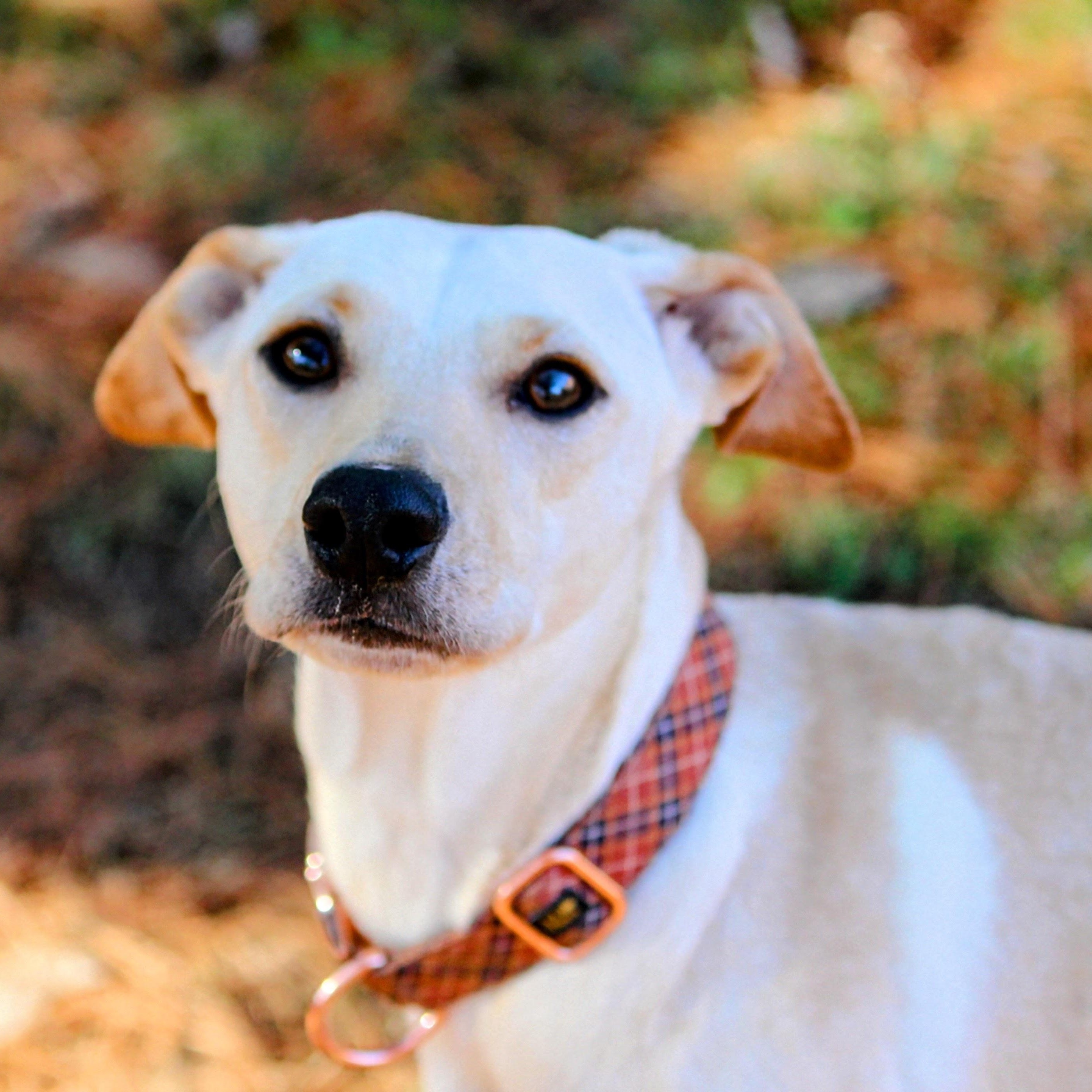 Enlarge Sugar , an adoptable mixed breed in Spring hill, TN image 4/6