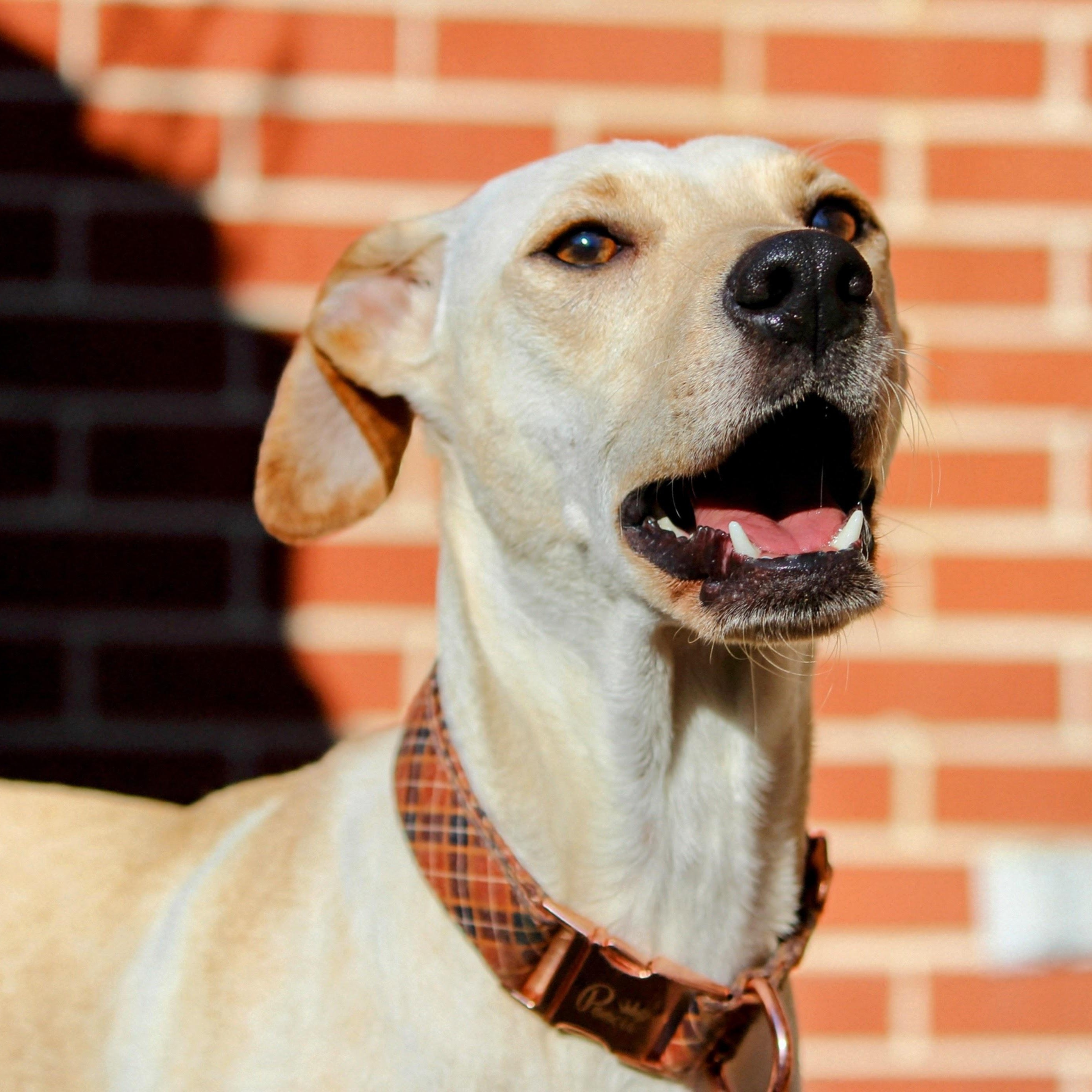 Enlarge Sugar , an adoptable mixed breed in Spring hill, TN image 2/6