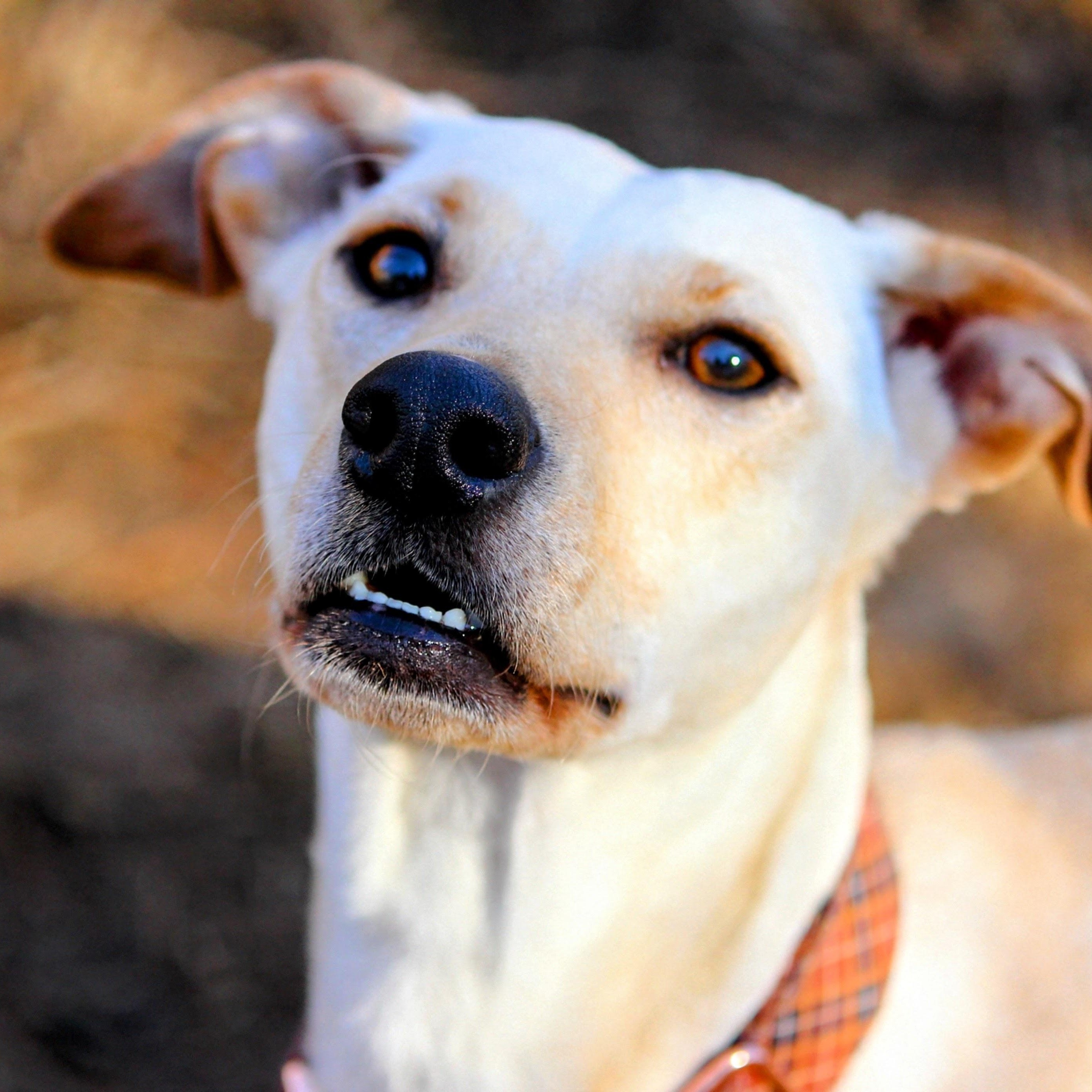 Enlarge Sugar , an adoptable mixed breed in Spring hill, TN image 5/6