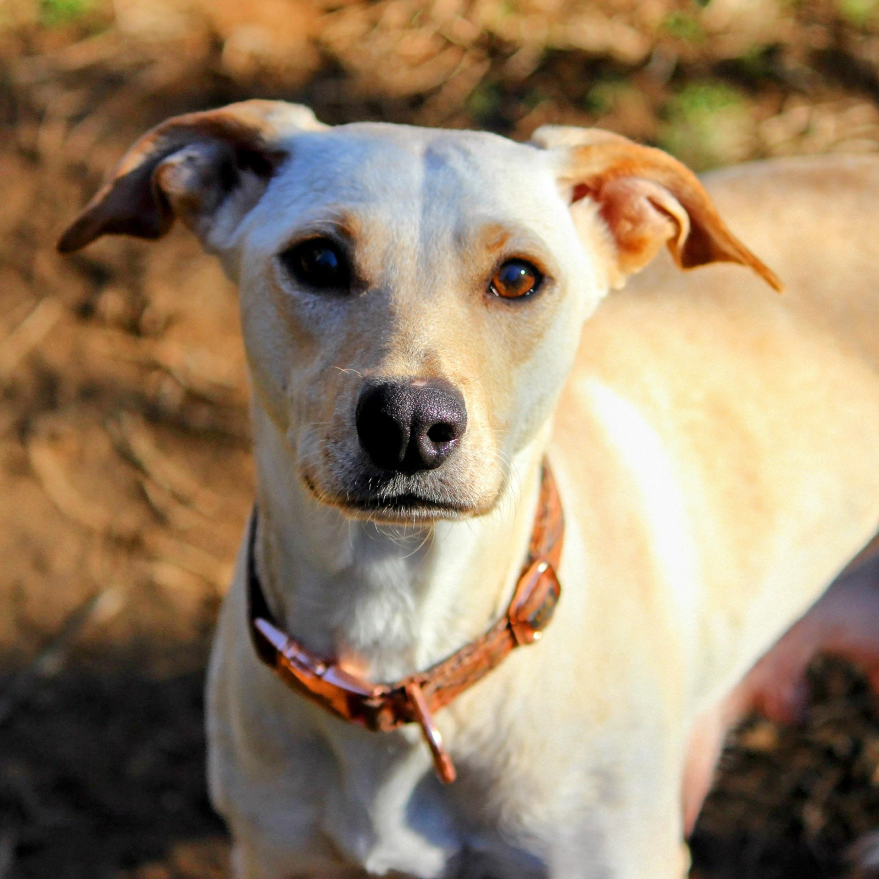 Sugar , adoptable, Young Female Yellow Labrador Retriever & Dachshund.