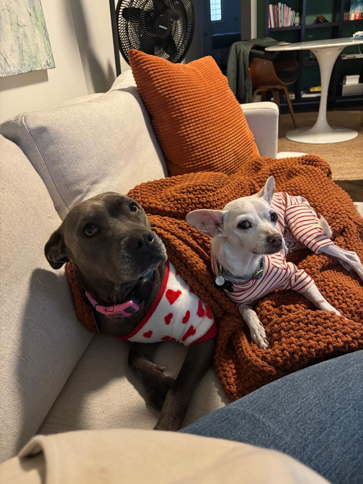 Enlarge ISMA, a Adoptable mixed breed in New York, NY image 5/6