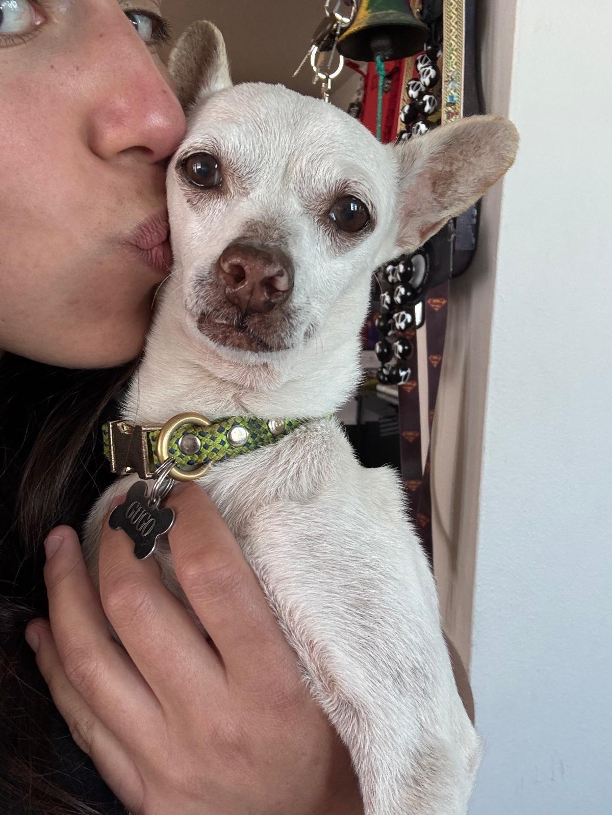 Enlarge ISMA, a Adoptable mixed breed in New York, NY image 2/6