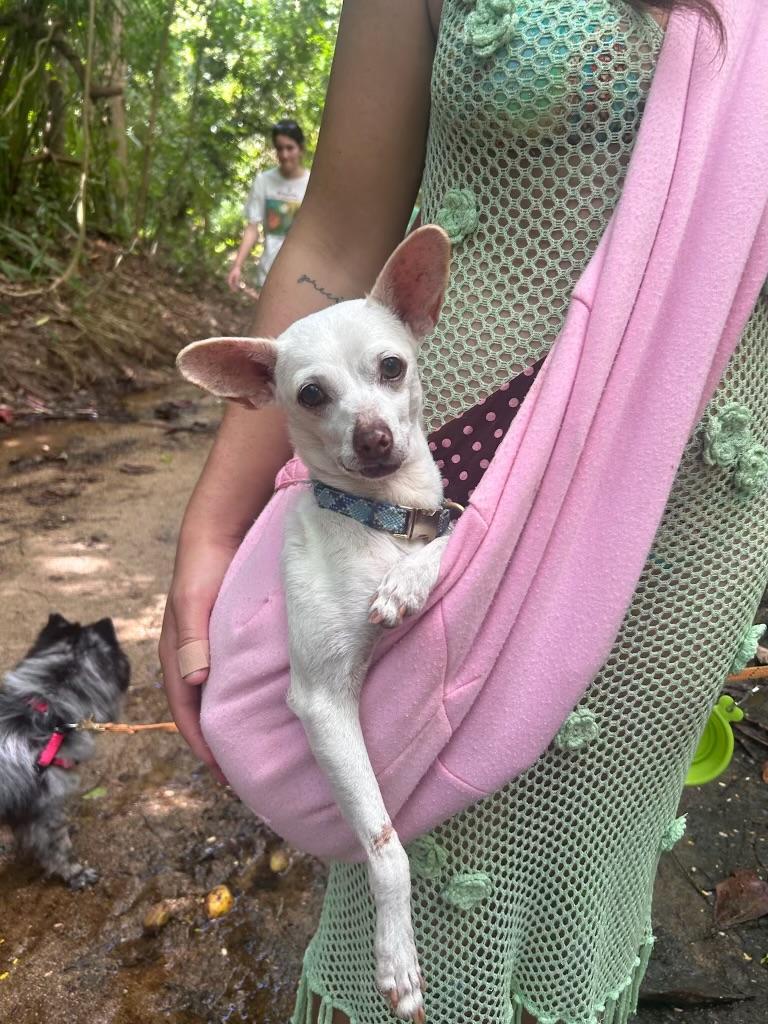 Enlarge ISMA, a Adoptable mixed breed in New York, NY image 1/6