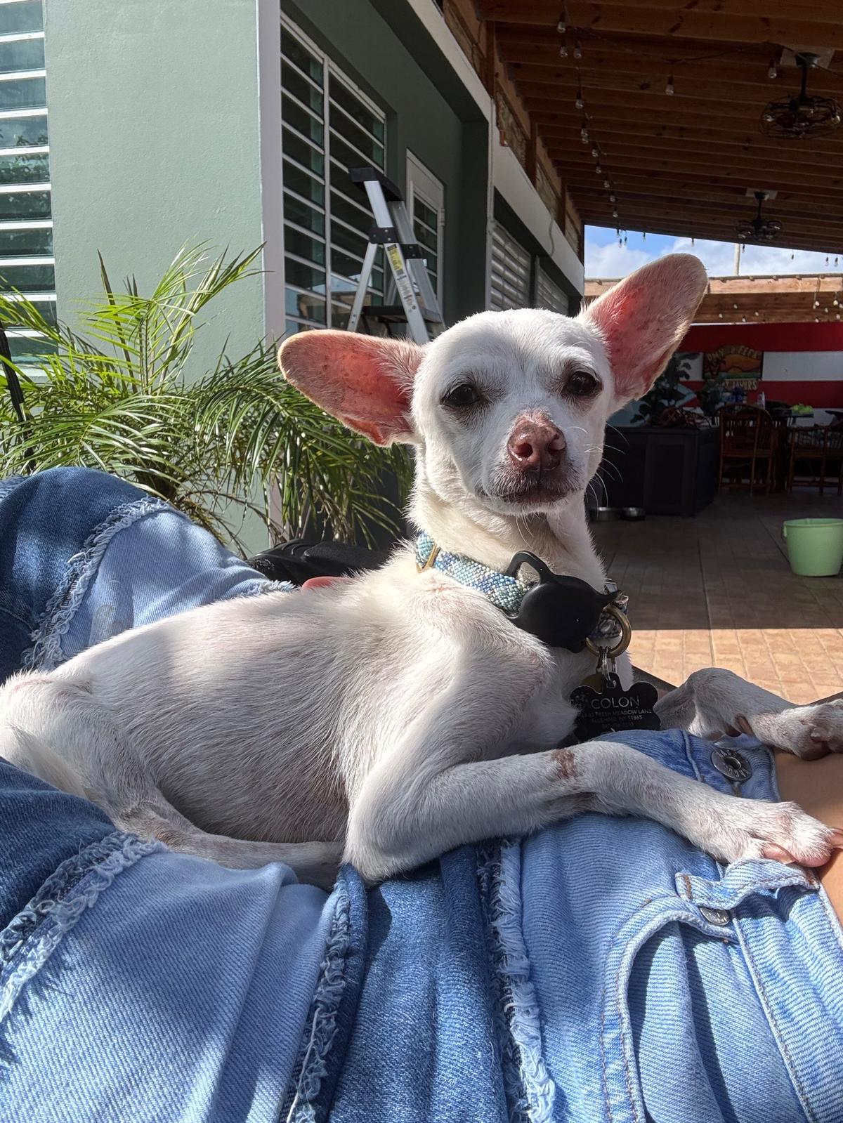 Enlarge ISMA, a Adoptable mixed breed in New York, NY image 4/6