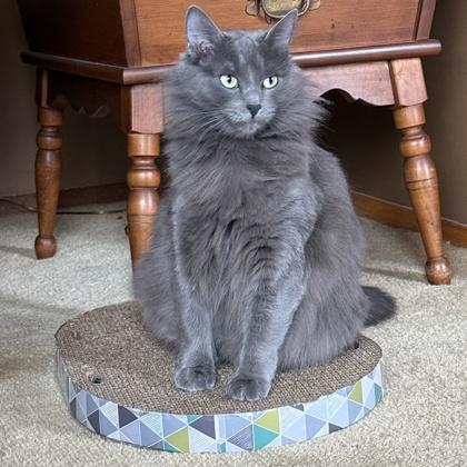 Misty, Adoptable, Young Female Domestic Short Hair & Domestic Short Hair.