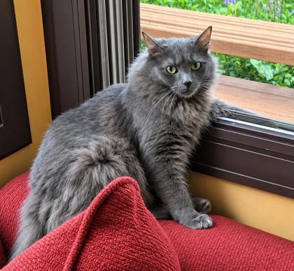 Misty, Adoptable, Young Female Domestic Long Hair & Domestic Short Hair.