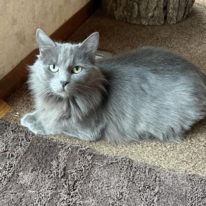 Misty, Adoptable, Young Female Domestic Short Hair & Domestic Short Hair.