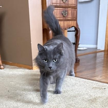 Enlarge Misty, a Adoptable mixed breed in Elk Grove Village, IL image 2/3