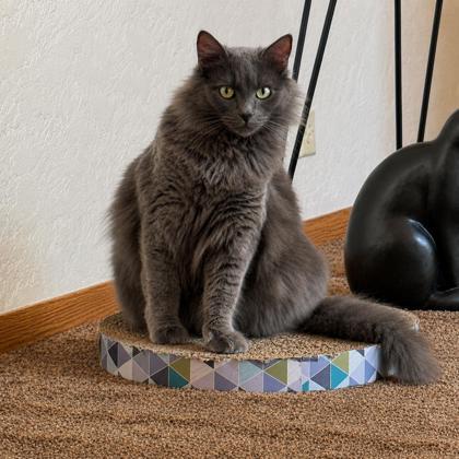 Misty, a Adoptable mixed breed in Elk Grove Village, IL image 2/3