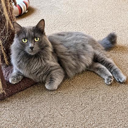 Misty, Adoptable, Young Female Domestic Long Hair & Domestic Short Hair.