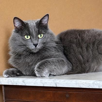 Misty, a Adoptable mixed breed in Elk Grove Village, IL image 2/3