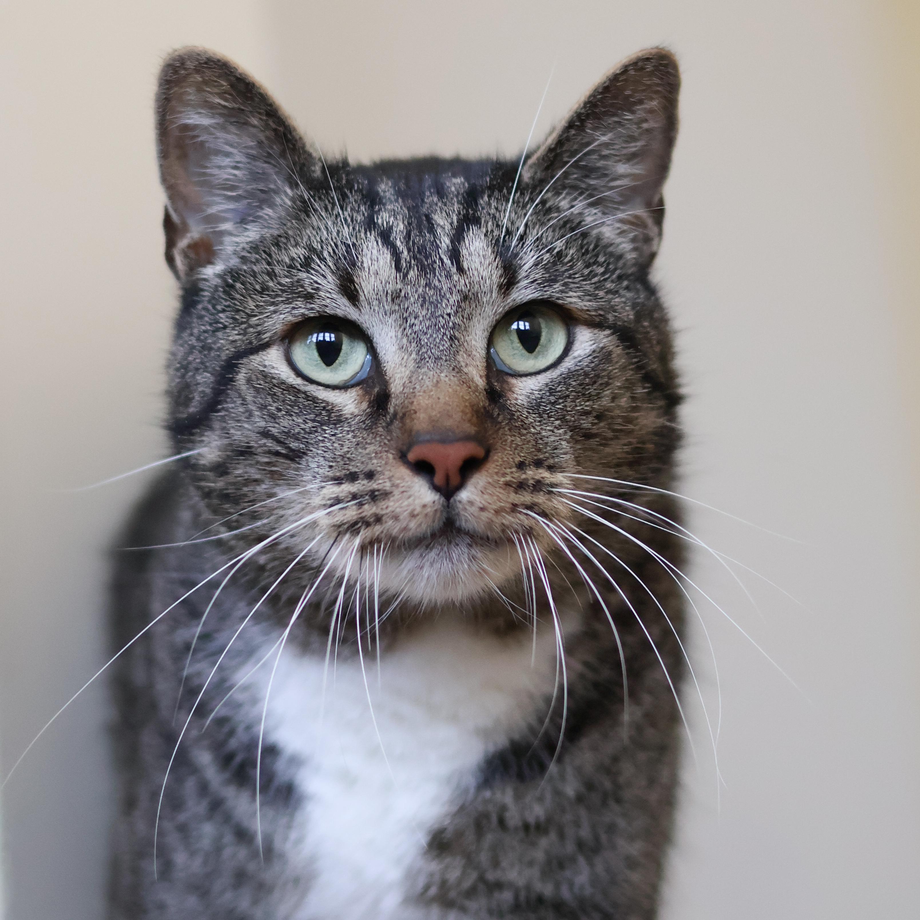 Enlarge Oscar, a ADOPTABLE Domestic Short Hair in St. Ignace, MI image 1/2