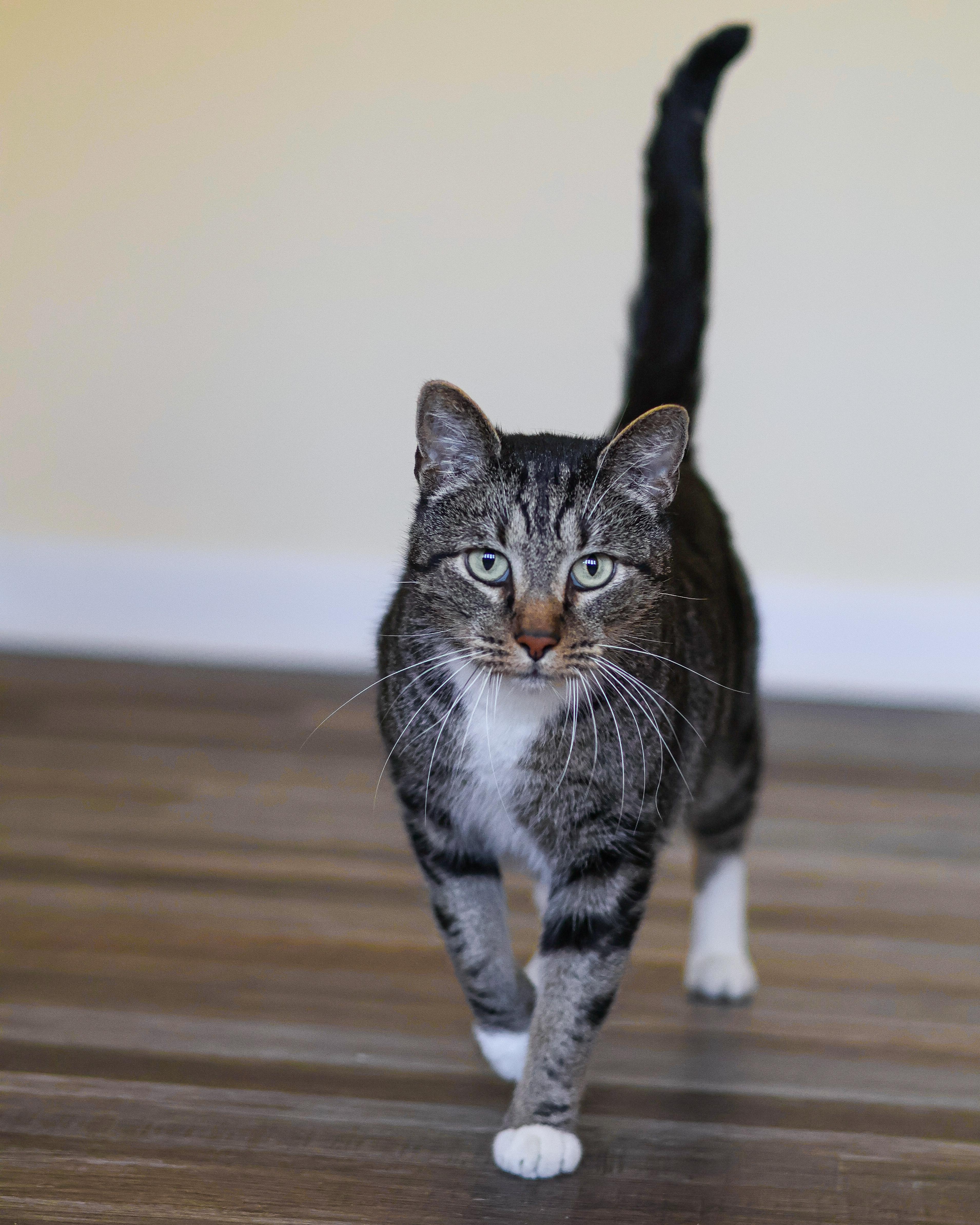 Enlarge Oscar, a ADOPTABLE Domestic Short Hair in St. Ignace, MI image 2/2