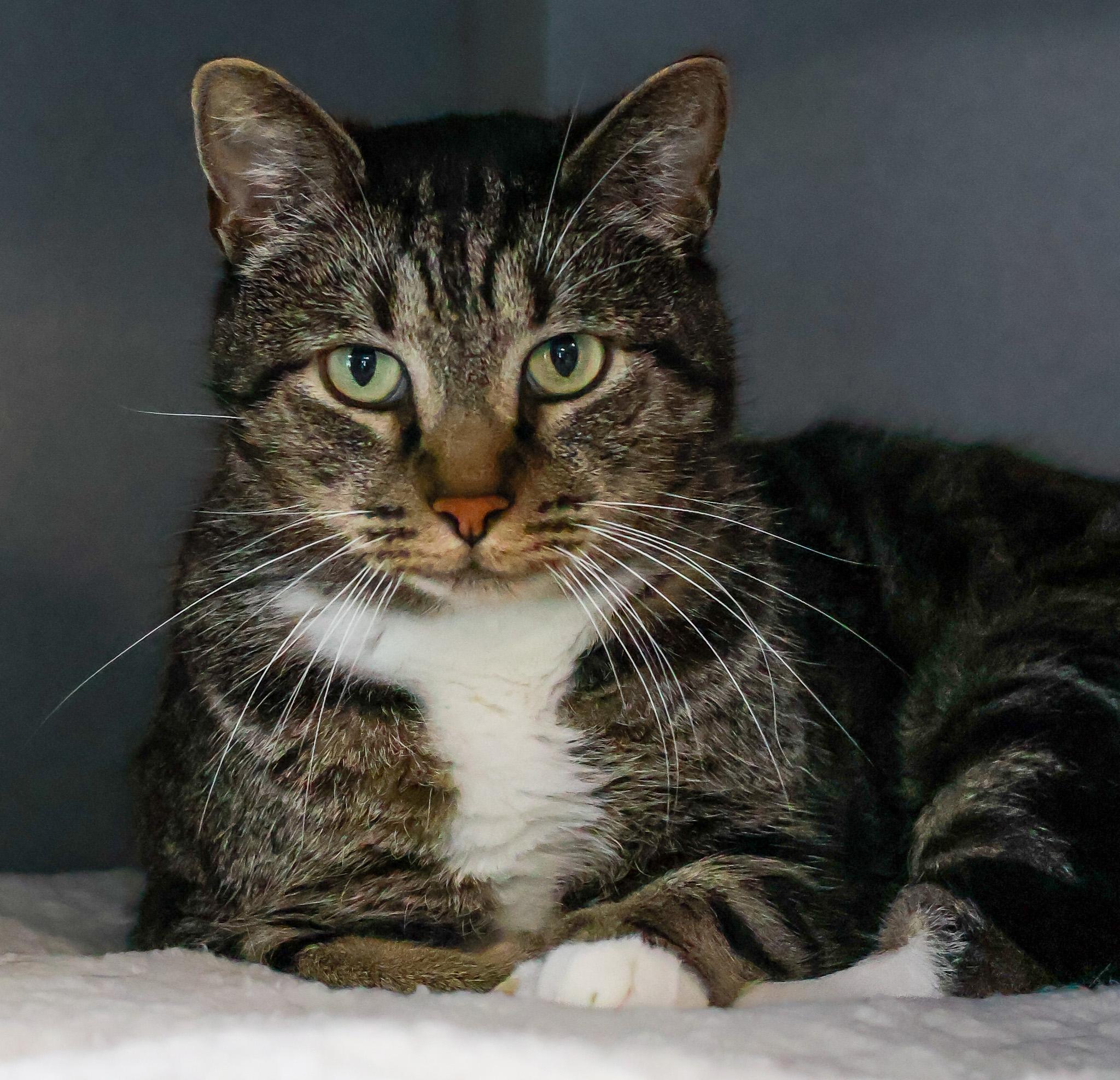 Oscar, Adoptable, Adult Male Domestic Short Hair.