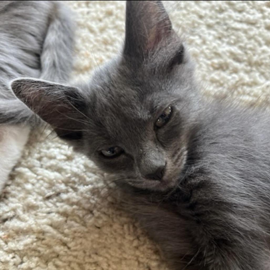 Porsche, Adoptable, Kitten Female Domestic Long Hair.