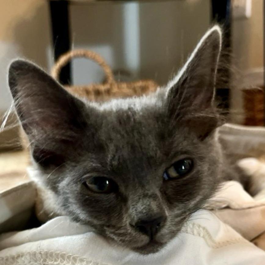 Porsche, a Adoptable Domestic Long Hair in Talent, OR image 2/4