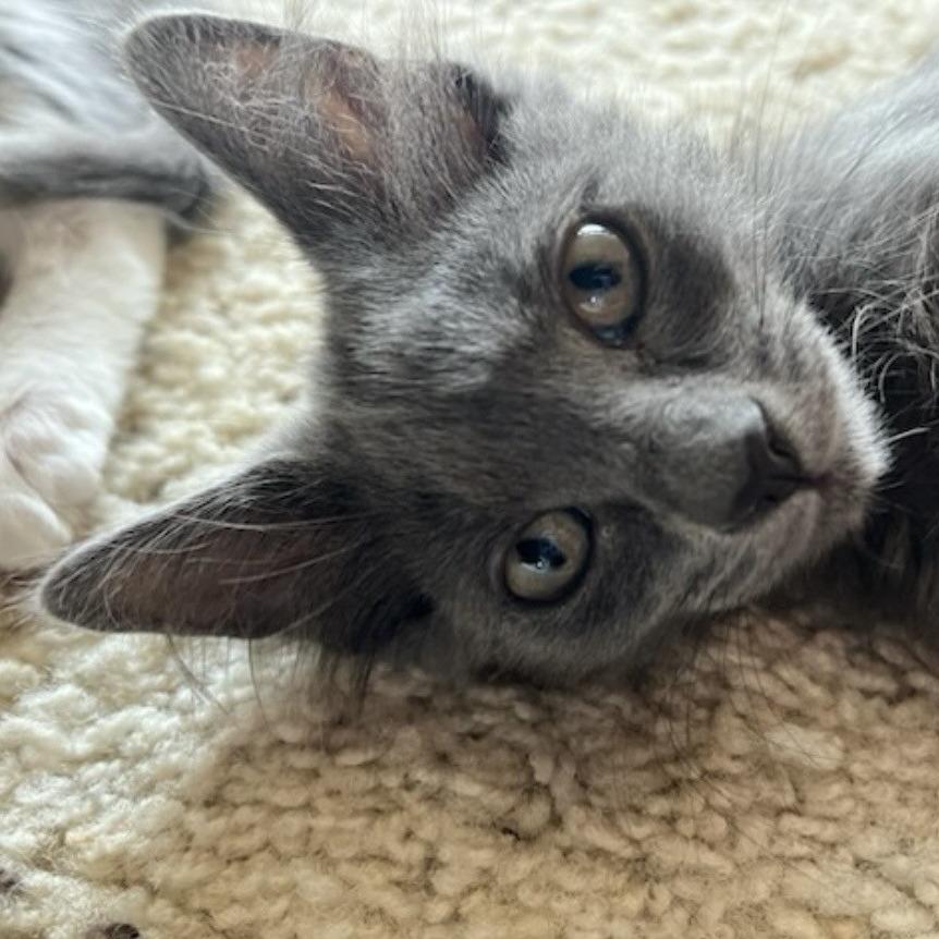 Porsche, a Adoptable Domestic Long Hair in Talent, OR image 3/4