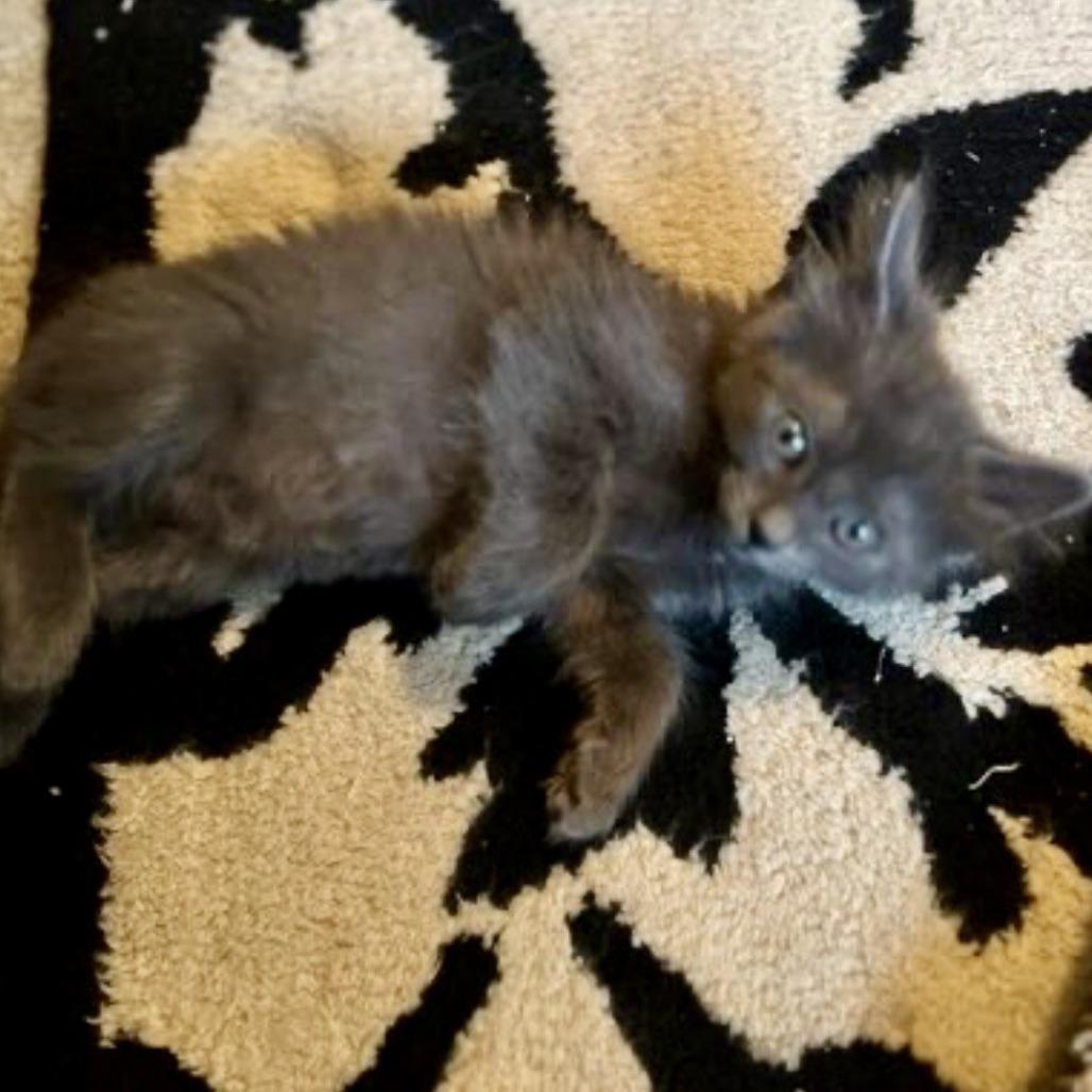 Porsche, a Adoptable Domestic Long Hair in Talent, OR image 4/4