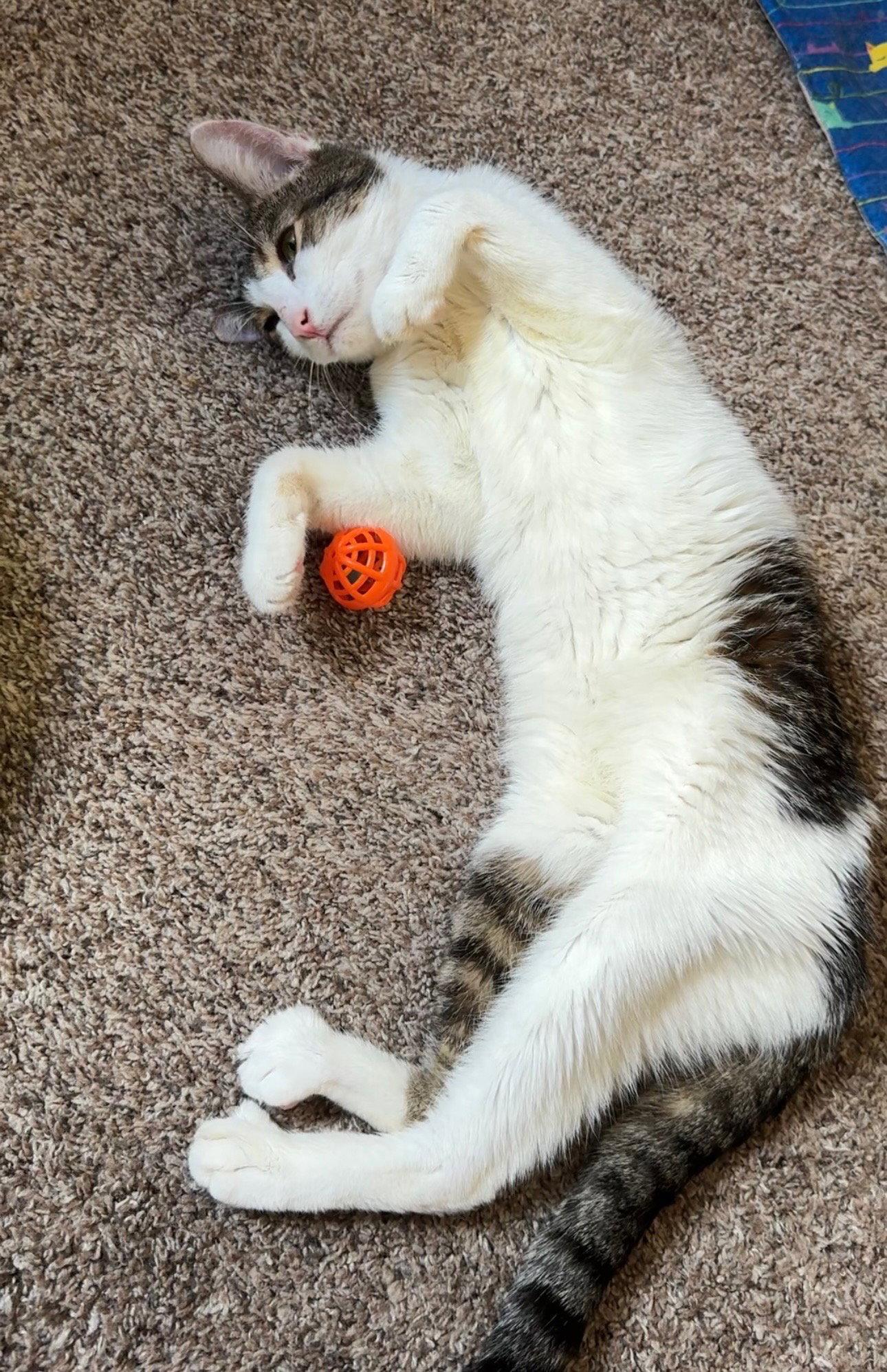 Alveda, Adoptable, Adult Female Domestic Short Hair & Tabby.