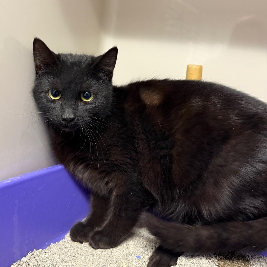 Evie, Adoptable, Adult Female Domestic Short Hair.