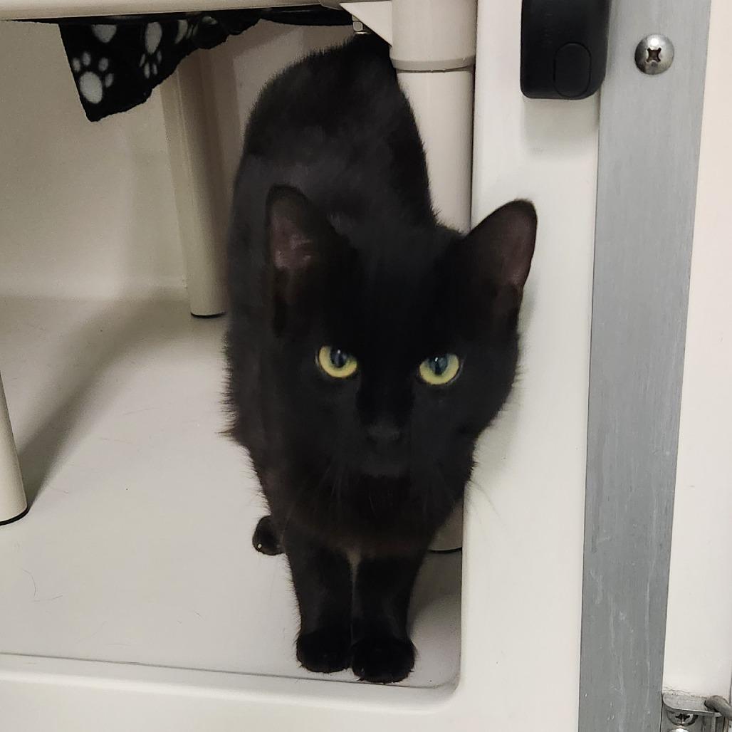 Enlarge Evie, a Adoptable Domestic Short Hair in Watertown, NY image 2/2