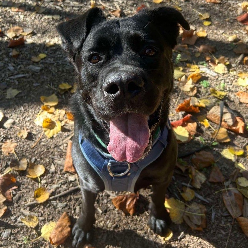 Enlarge Kane, a ADOPTABLE mixed breed in Benton Harbor, MI image 4/5