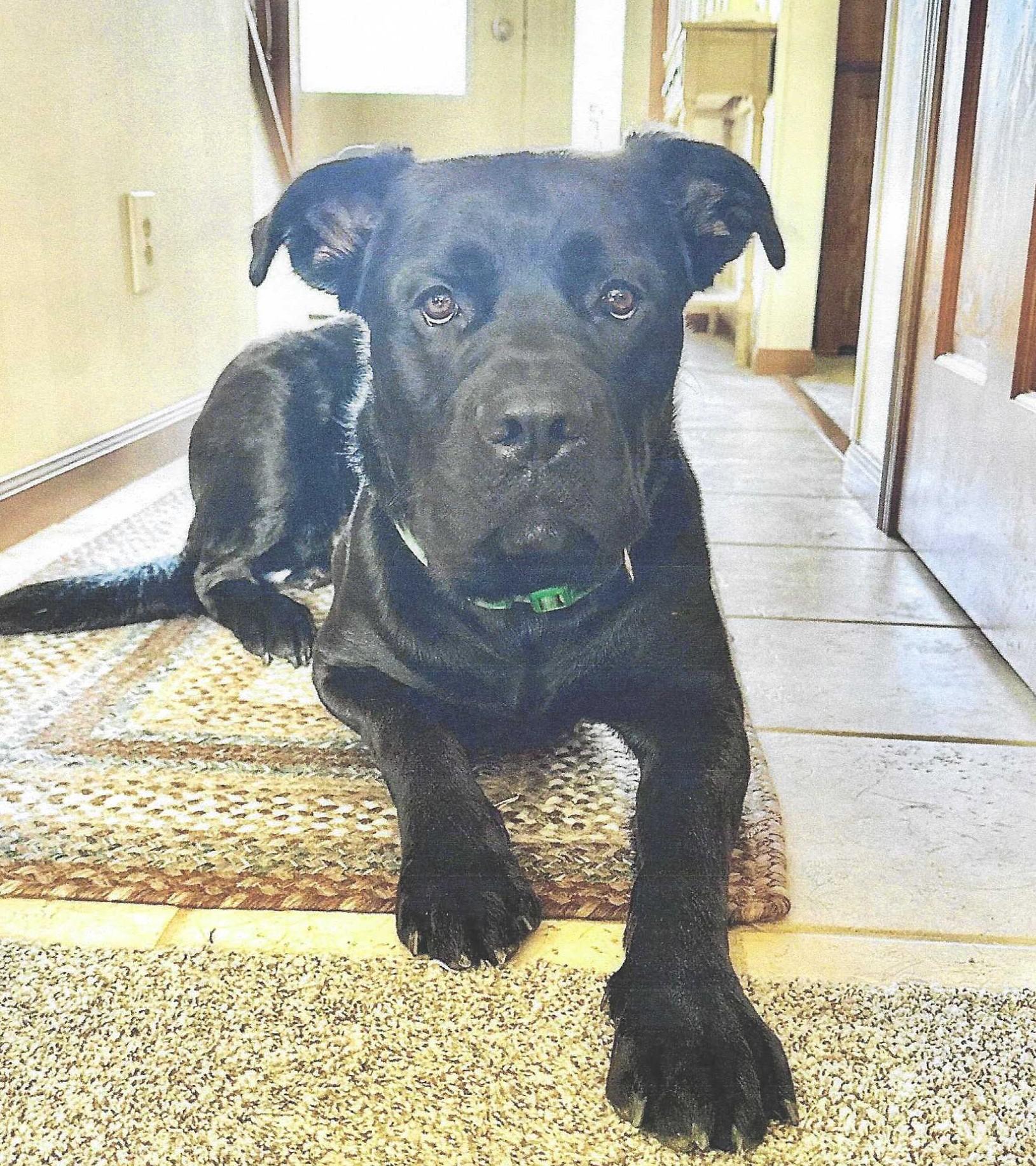 Enlarge Kane, a ADOPTABLE mixed breed in Benton Harbor, MI image 2/5