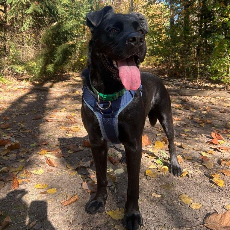 Enlarge Kane, a ADOPTABLE mixed breed in Benton Harbor, MI image 5/5