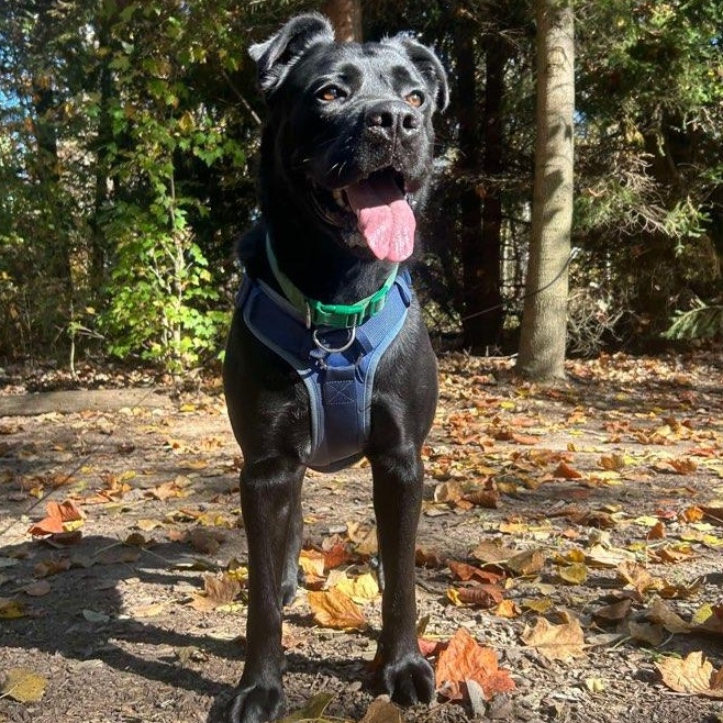 Kane, ADOPTABLE, Young Male Cane Corso.