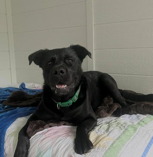 Enlarge Kane, a ADOPTABLE mixed breed in Benton Harbor, MI image 3/5