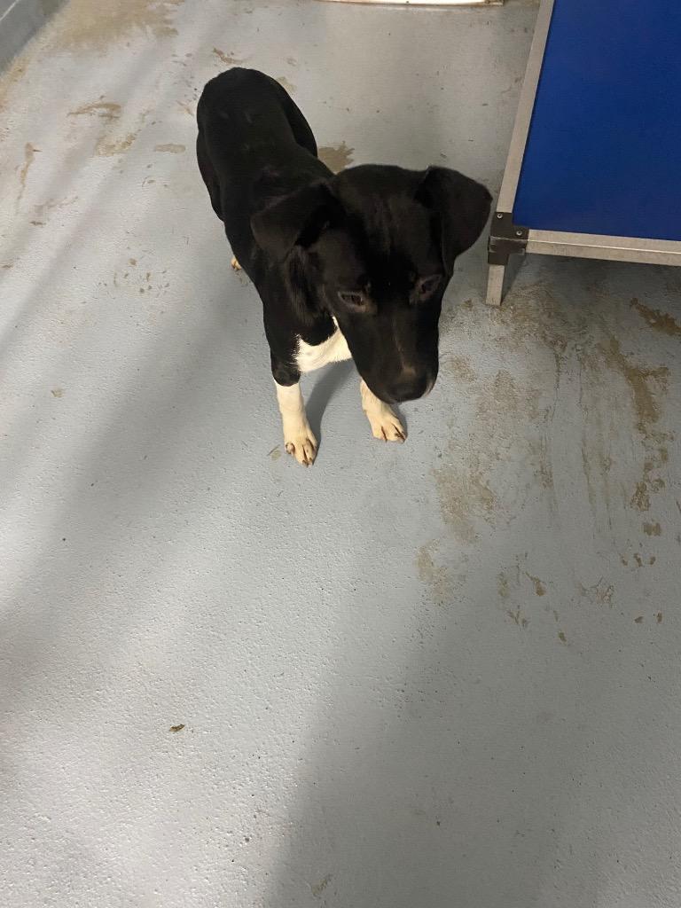 Enlarge Cassie, a Adoptable mixed breed in Cartersville , GA image 1/1