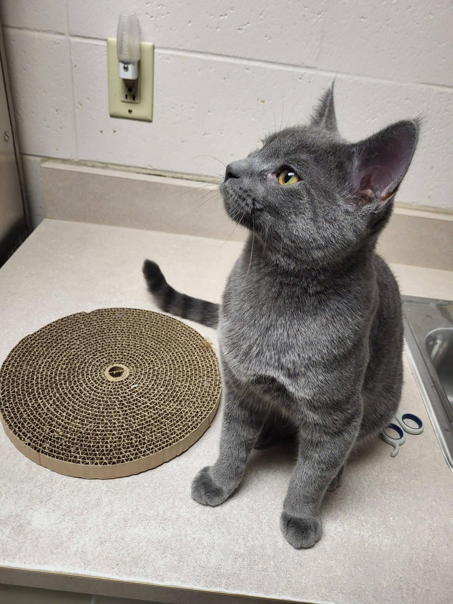 Enlarge Munch, an adopted Domestic Short Hair in Chilton, WI image 4/6