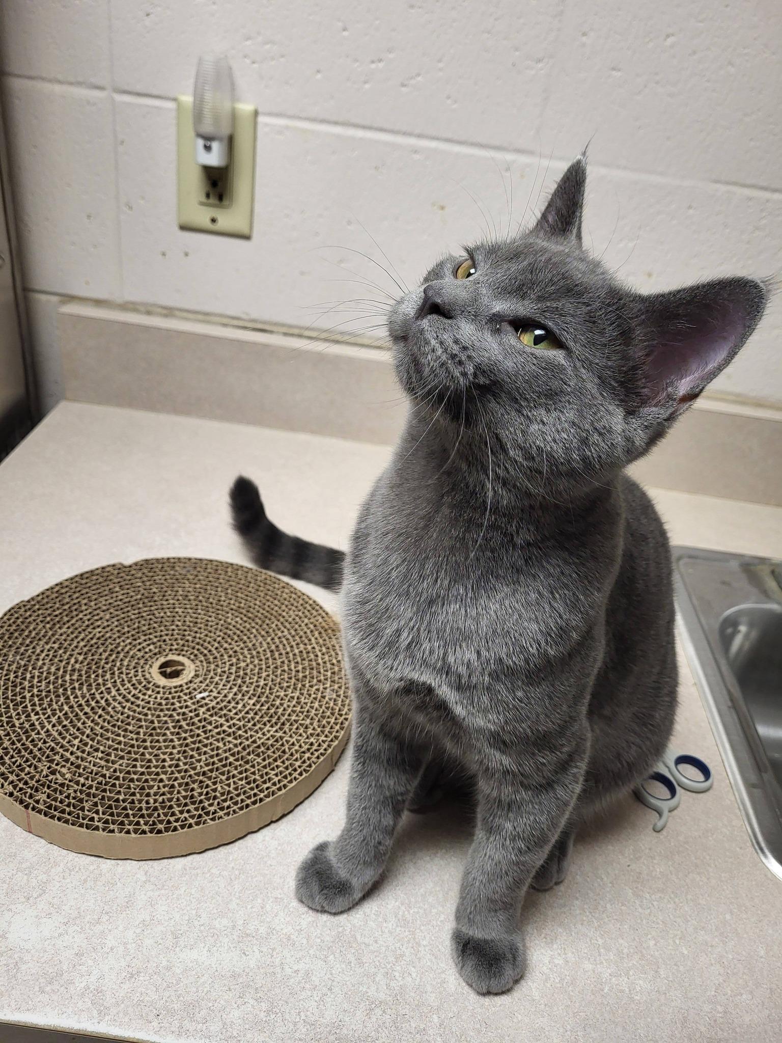 Enlarge Munch, an adopted Domestic Short Hair in Chilton, WI image 3/6