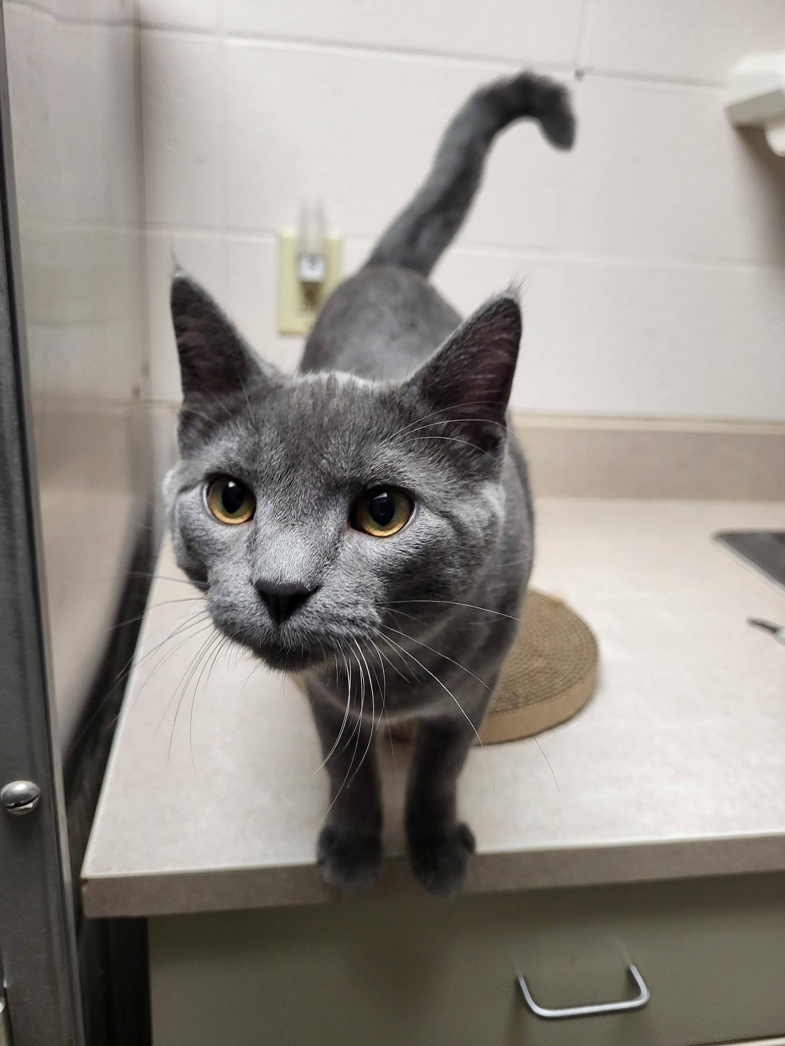 Enlarge Munch, an adopted Domestic Short Hair in Chilton, WI image 6/6