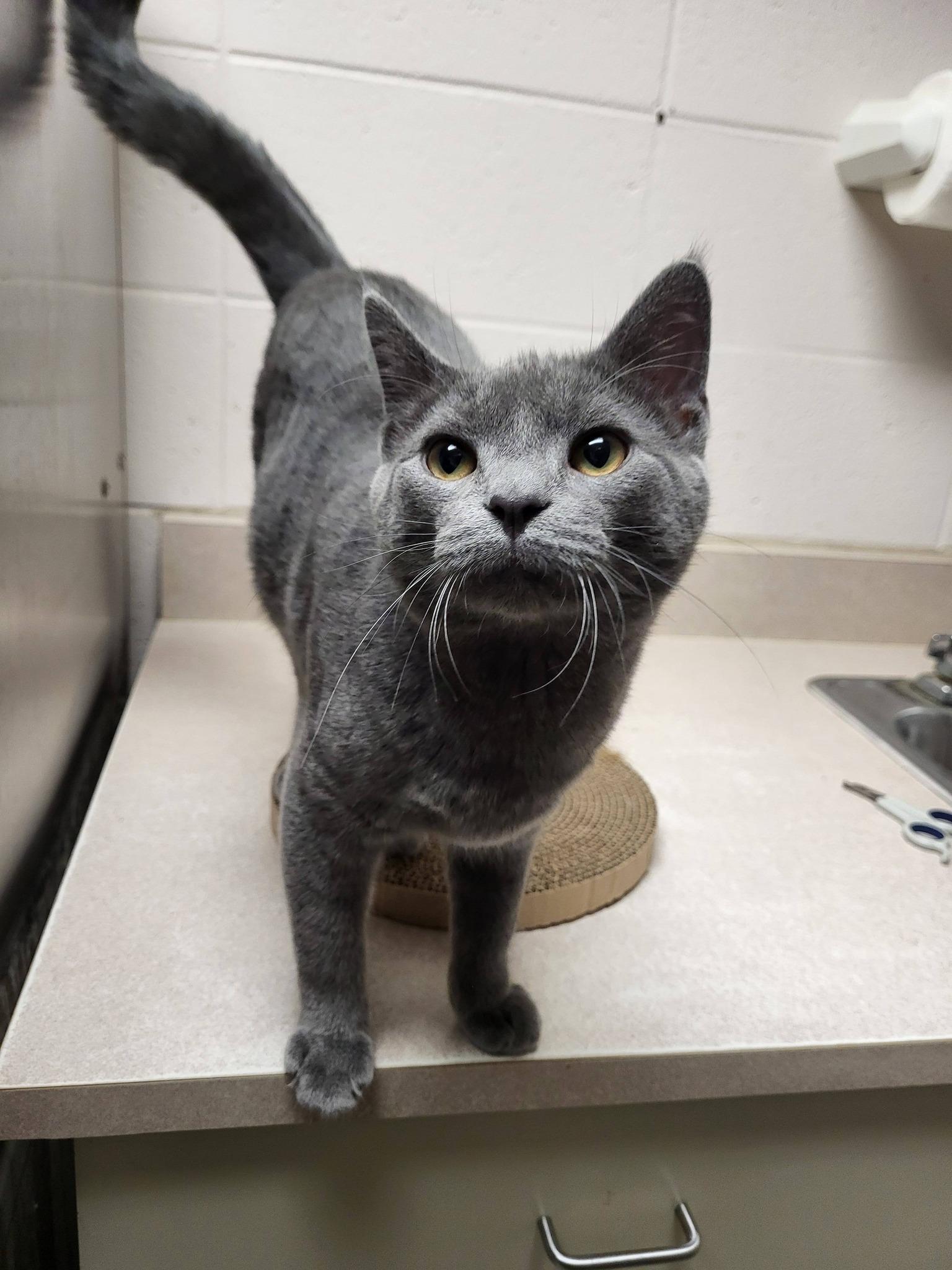 Enlarge Munch, an adopted Domestic Short Hair in Chilton, WI image 5/6