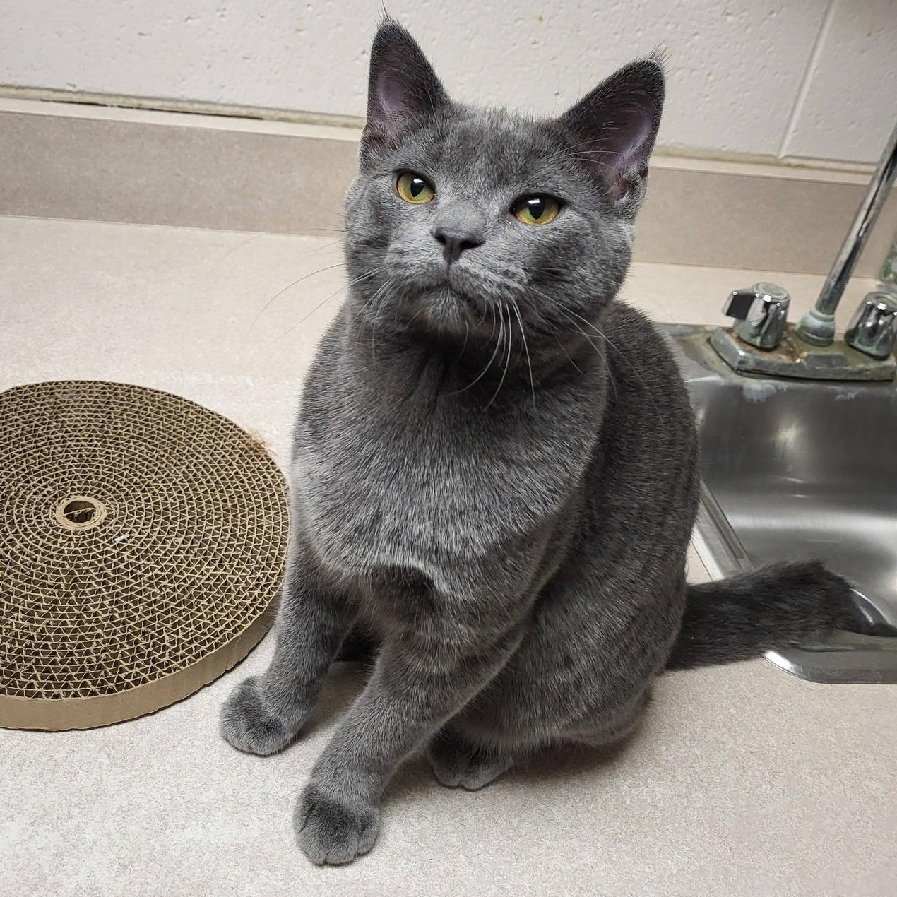 Enlarge Munch, an adopted Domestic Short Hair in Chilton, WI image 1/6