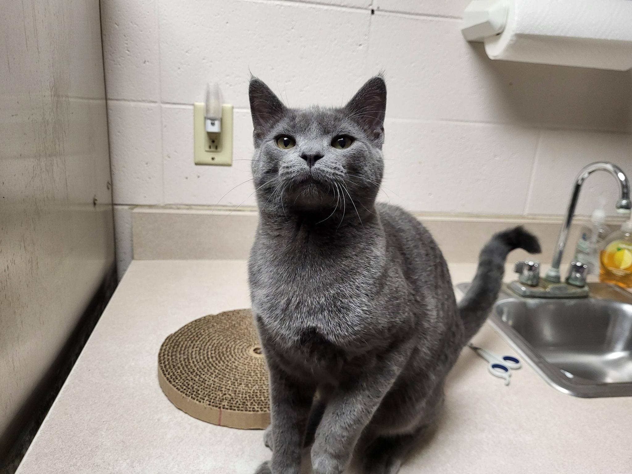 Enlarge Munch, an adopted Domestic Short Hair in Chilton, WI image 2/6