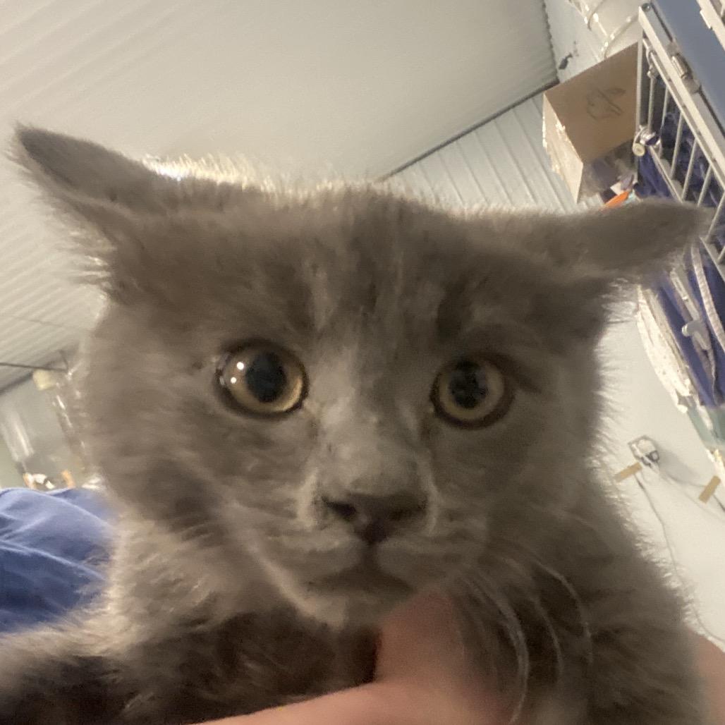 Beckham, Adoptable, Young Male Domestic Short Hair.