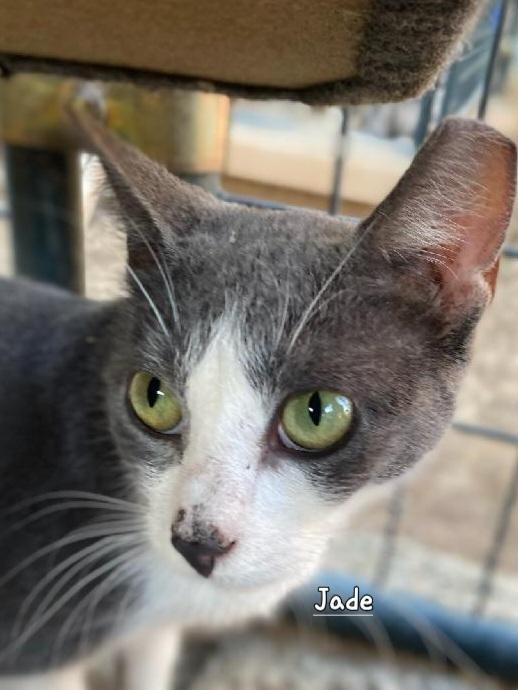 Jade, Adoptable, Young Female Domestic Short Hair.