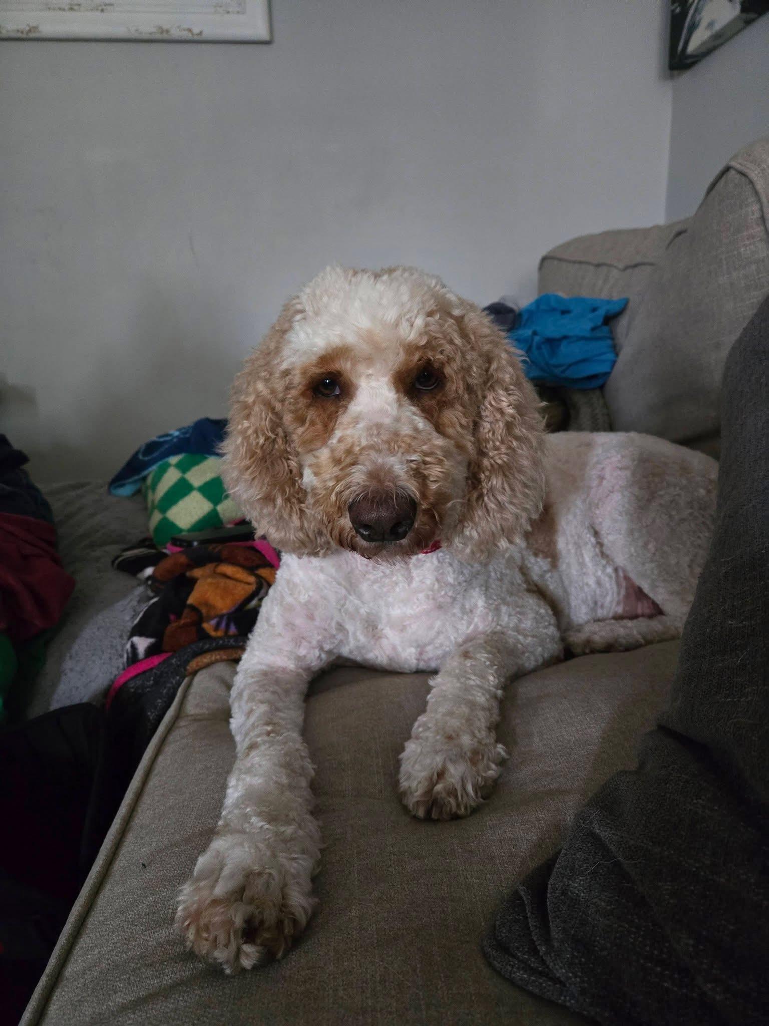 Jane. ADOPTED, an adopted Goldendoodle in Union Grove, WI image 4/6