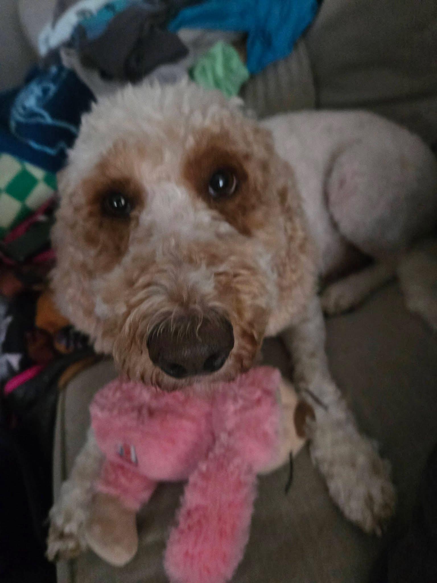 Jane. ADOPTED, an adopted Goldendoodle in Union Grove, WI image 1/6